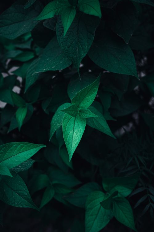 Free Moody close-up of lush green leaves with rich dark tones, perfect for nature themes. Stock Photo