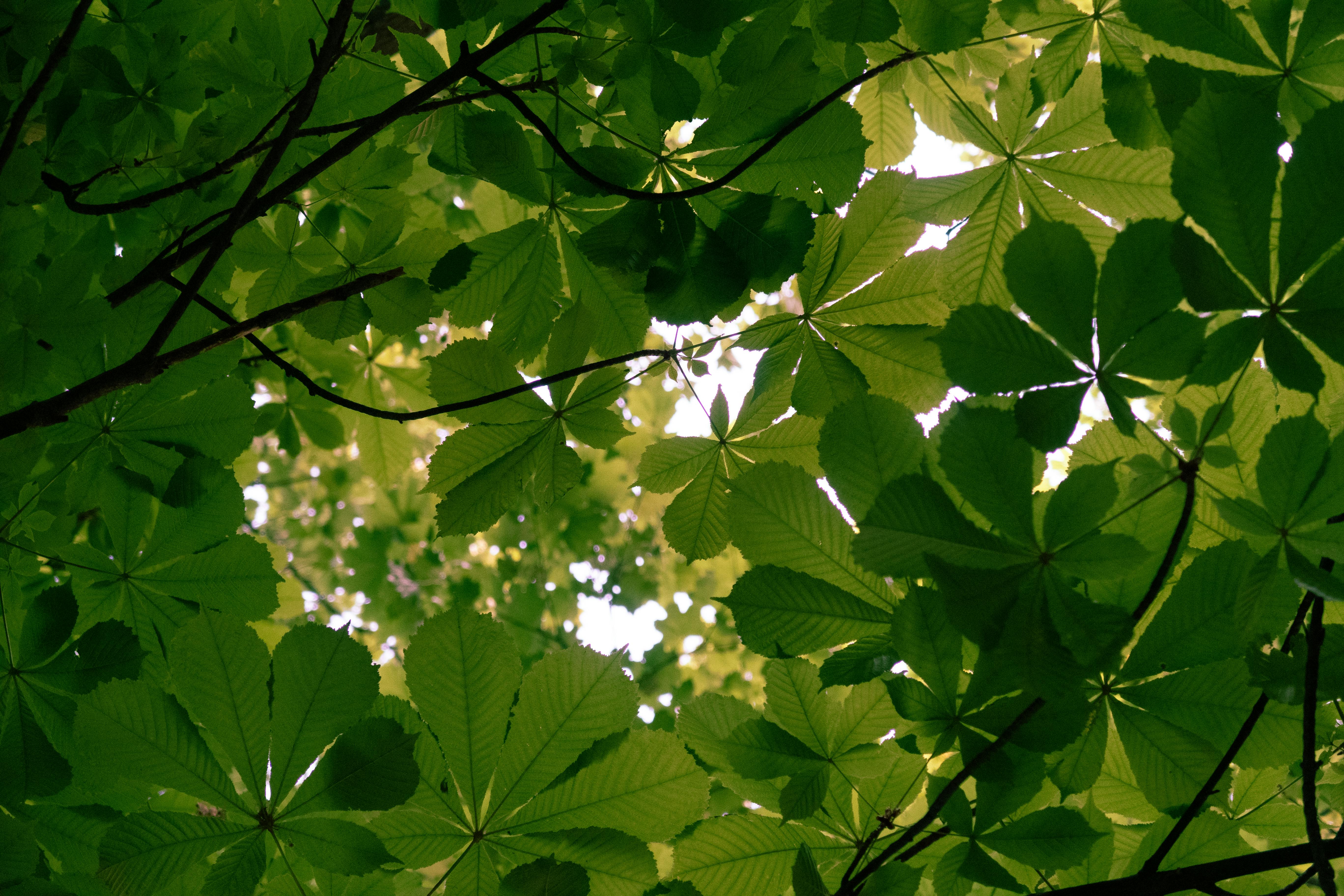 chestnut tree leaves