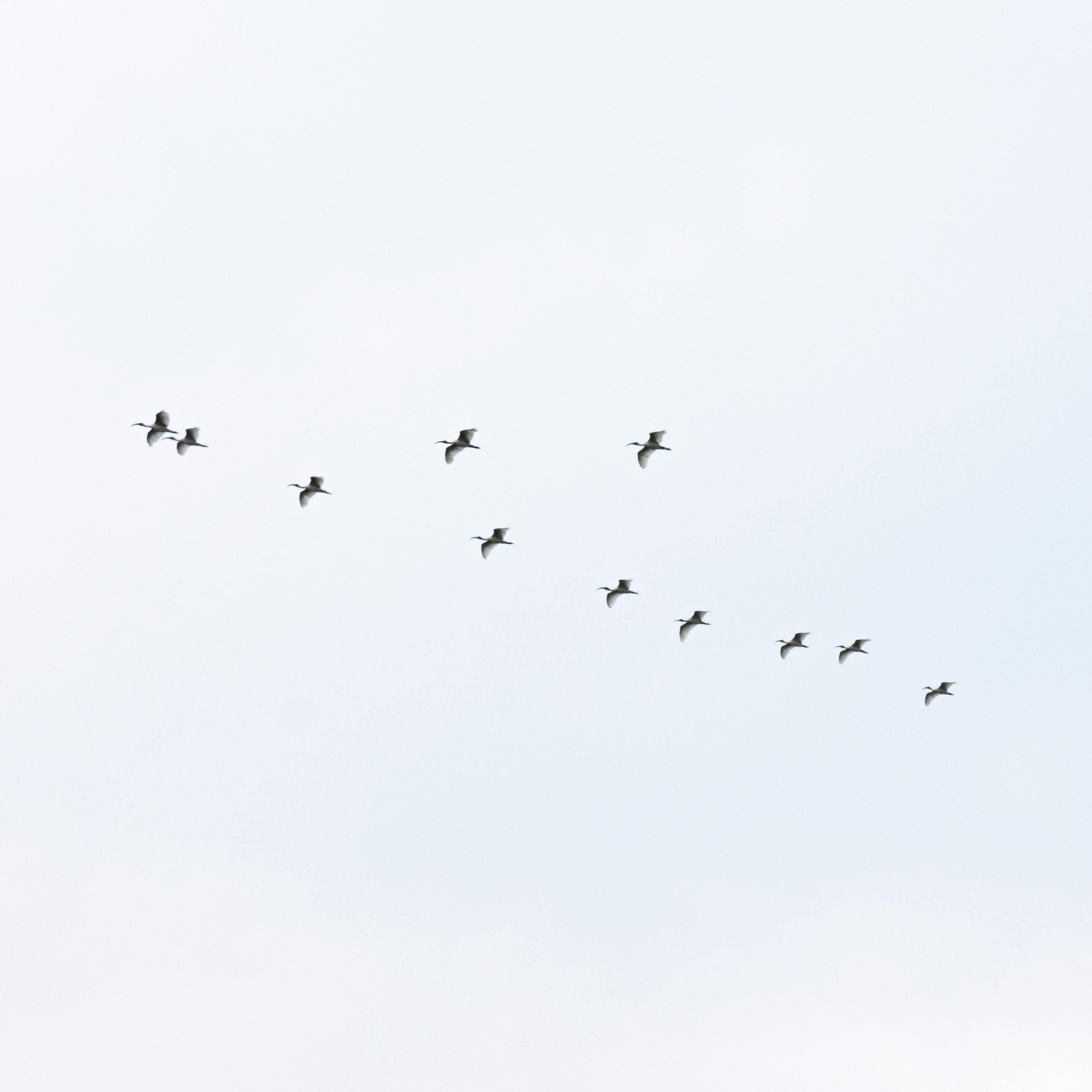 A serene view of birds flying in a V-formation against a clear sky in Palakkad, India.