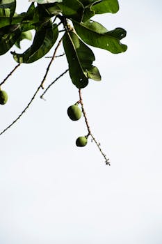 Close-up of green mangoes hanging from a tree branch against a clear sky in Palakkad, India.