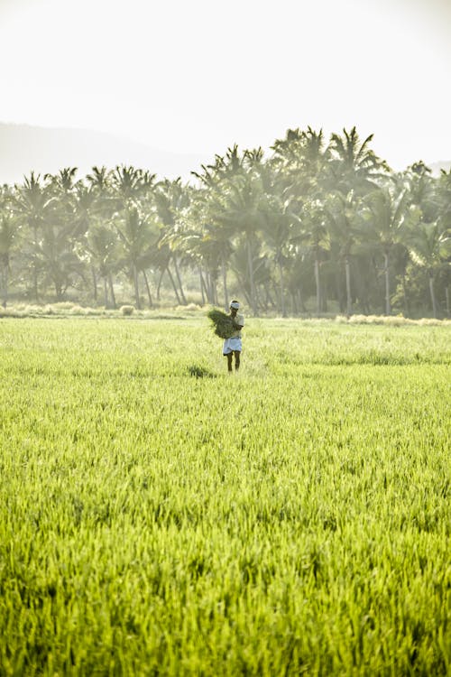 Farmer on Green Field