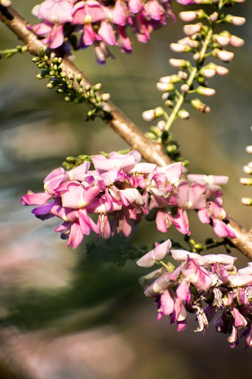 Foto profissional grátis de cor-de-rosa, filial, foco seletivo