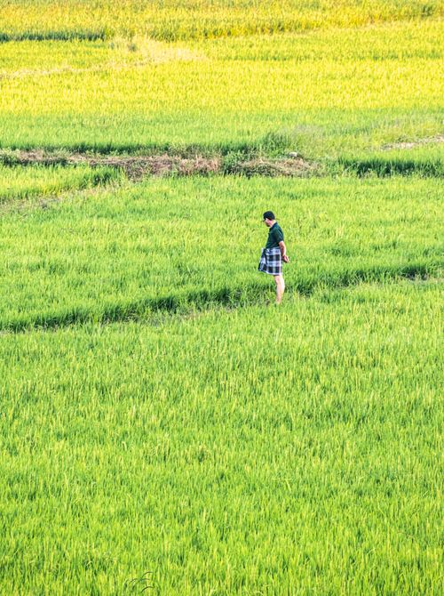 Free A man in traditional attire walks through a vibrant green rice field in Palakkad, India, capturing rural life. Stock Photo