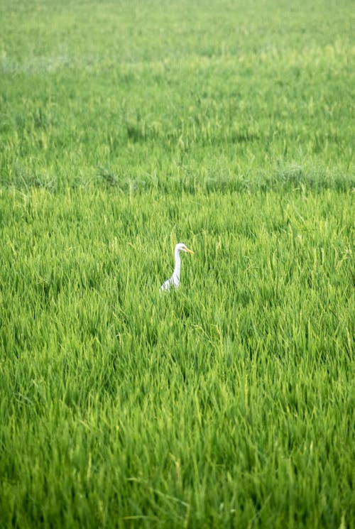 White Egret Bird Standing in Tall Green Grass