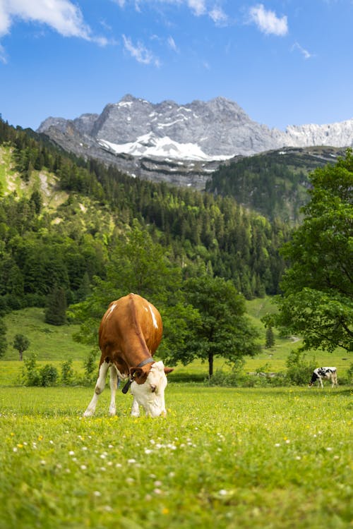 Immagine gratuita di alberi, bestiame, montagne