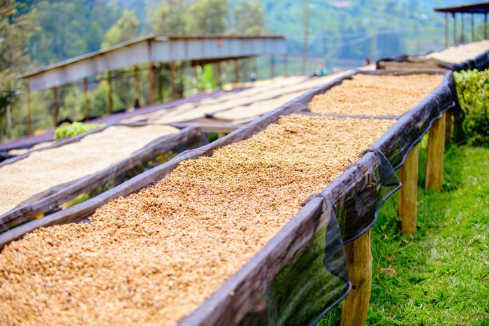 Biji kopi dikeringkan di rak terbuka