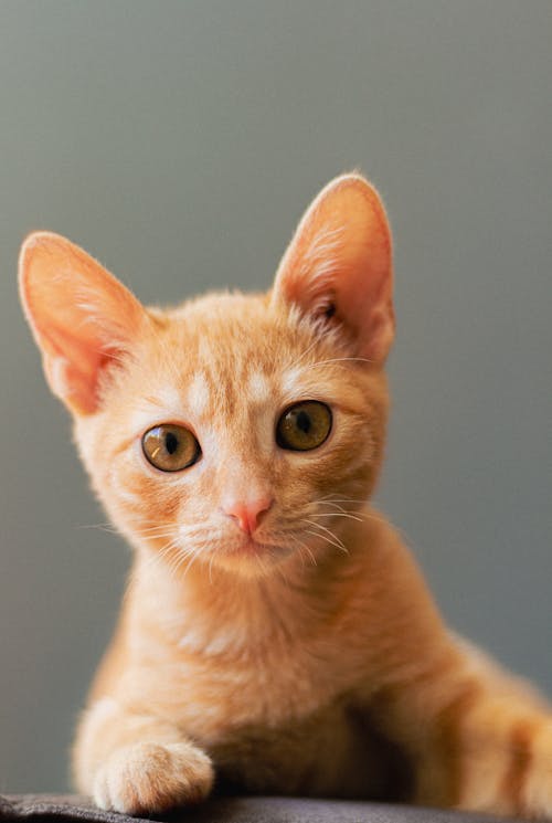 900+ Katzenaugen Bilder und Fotos · Kostenlos Downloaden · Pexels  Stock-Fotos