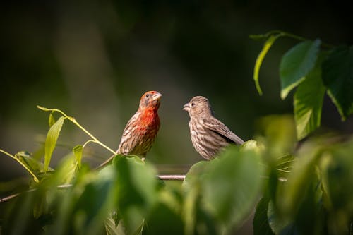 Small Birds in Nature