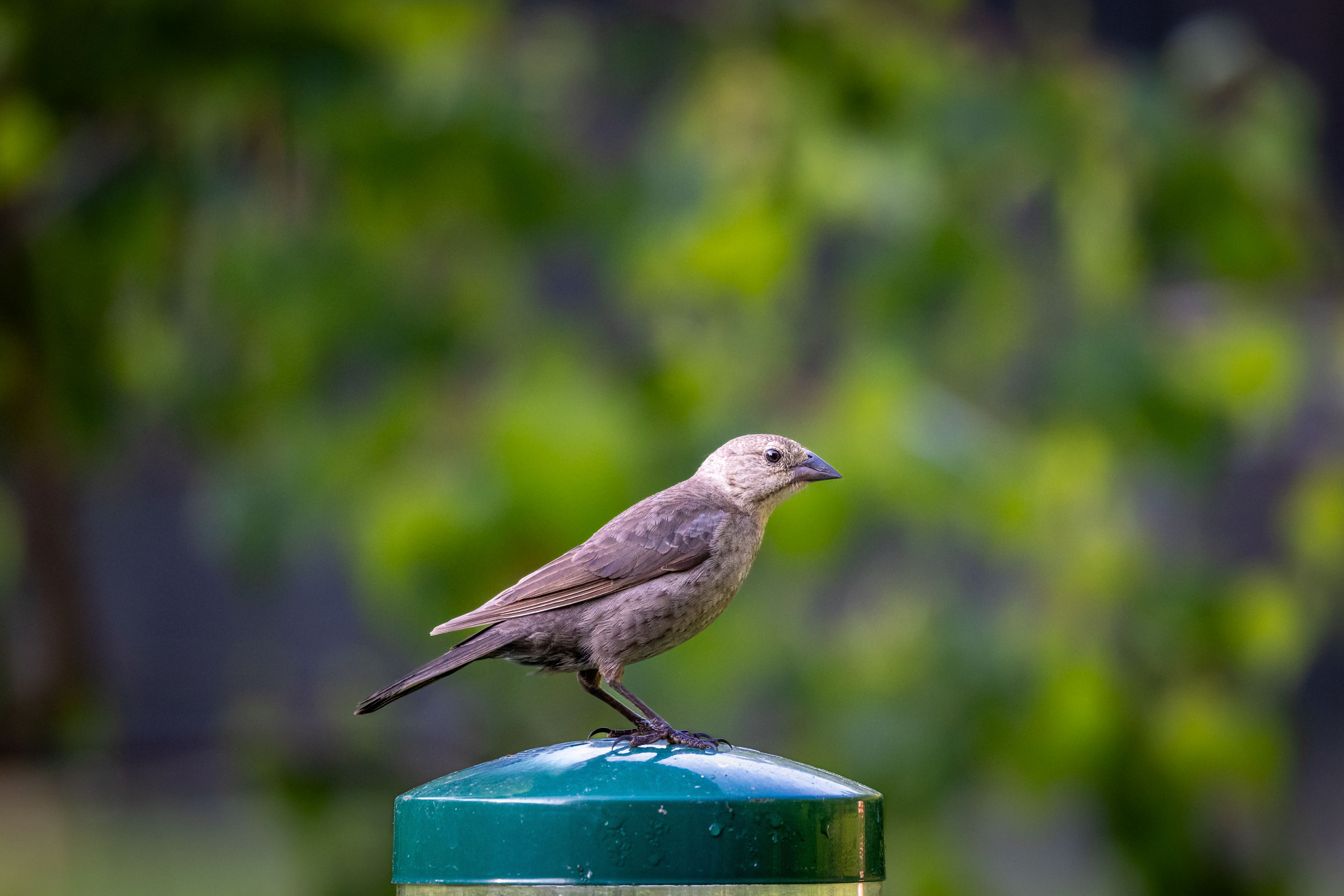 Small Bird in Nature · Free Stock Photo