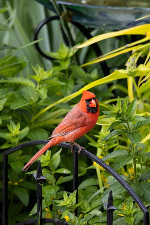 Foto profissional grátis de ave, bara, cardeal vermelho