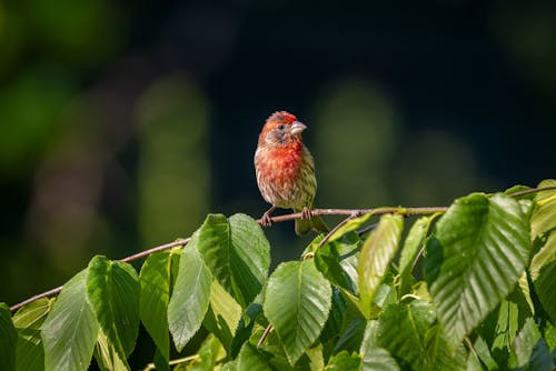Red House Finch Bird Sitting on a Twig