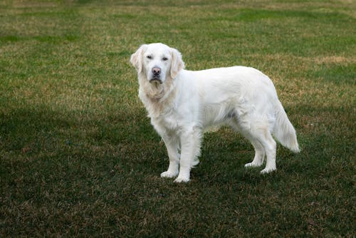 Foto profissional grátis de animal, branco, cachorro