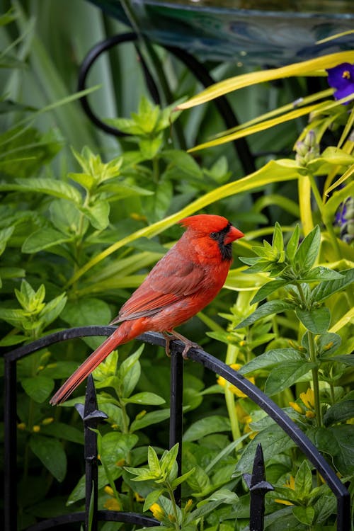 Foto profissional grátis de ave, bar, cardeal vermelho