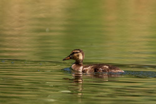 A Duck on a Lake 