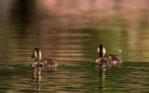 セレクティブフォーカス, 動物の写真, 水の無料の写真素材