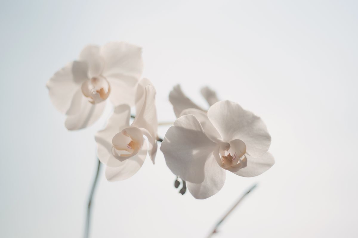 G-Punkt-Unterspritzung Düsseldorf – zarte weiße Orchidee als dezentes Symbol für minimal-invasive Intimbehandlung der Frau