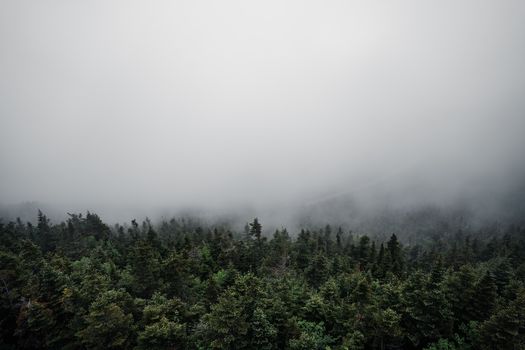 A foggy view of a dense forest with a mysterious atmosphere.