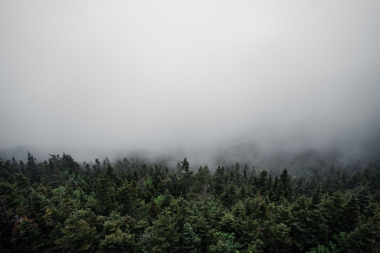 a foggy view of a dense forest with a mysterious atmosphere