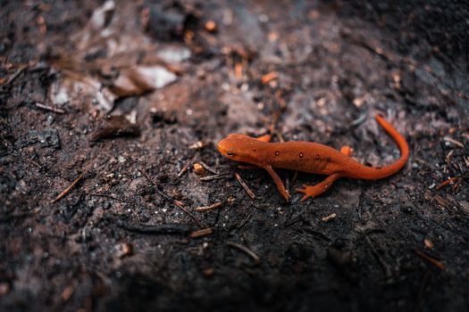 A vivid close-up of an Eastern Newt on a forest floor, highlighting its bright coloration.
