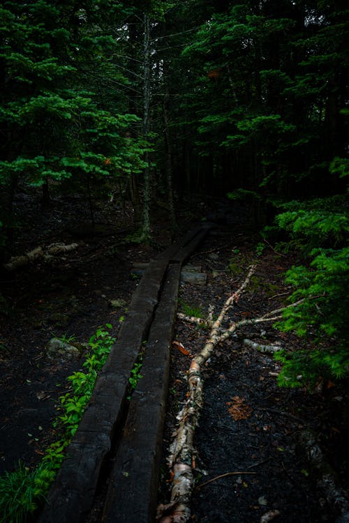 Wooden Trail in Woods