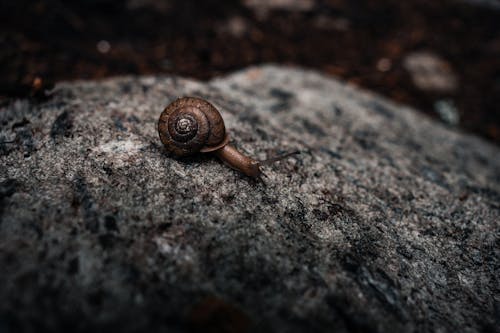 Snail with Shell on Rock