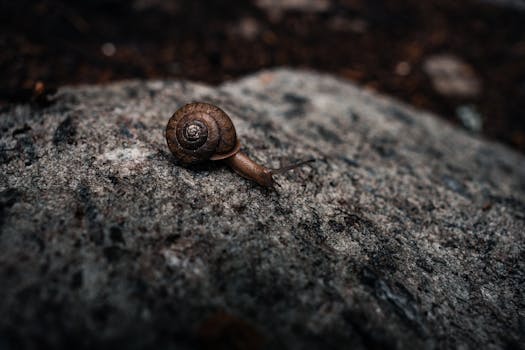 A solitary snail slowly moves across a textured rock, showcasing its spiral shell in detail.