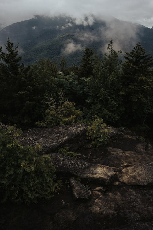 Foto profissional grátis de árvores, coníferas, floresta