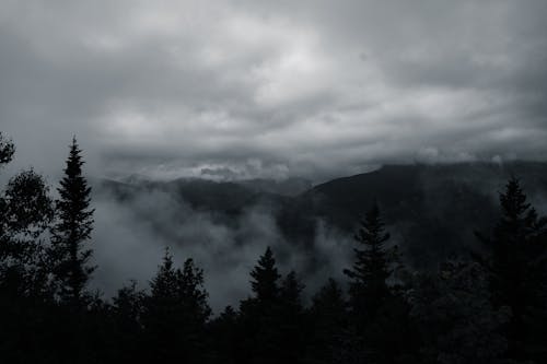 Základová fotografie zdarma na téma kopce, krajina, les