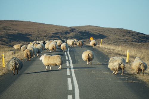 Fotos de stock gratuitas de animales de granja, asfalto, borrega