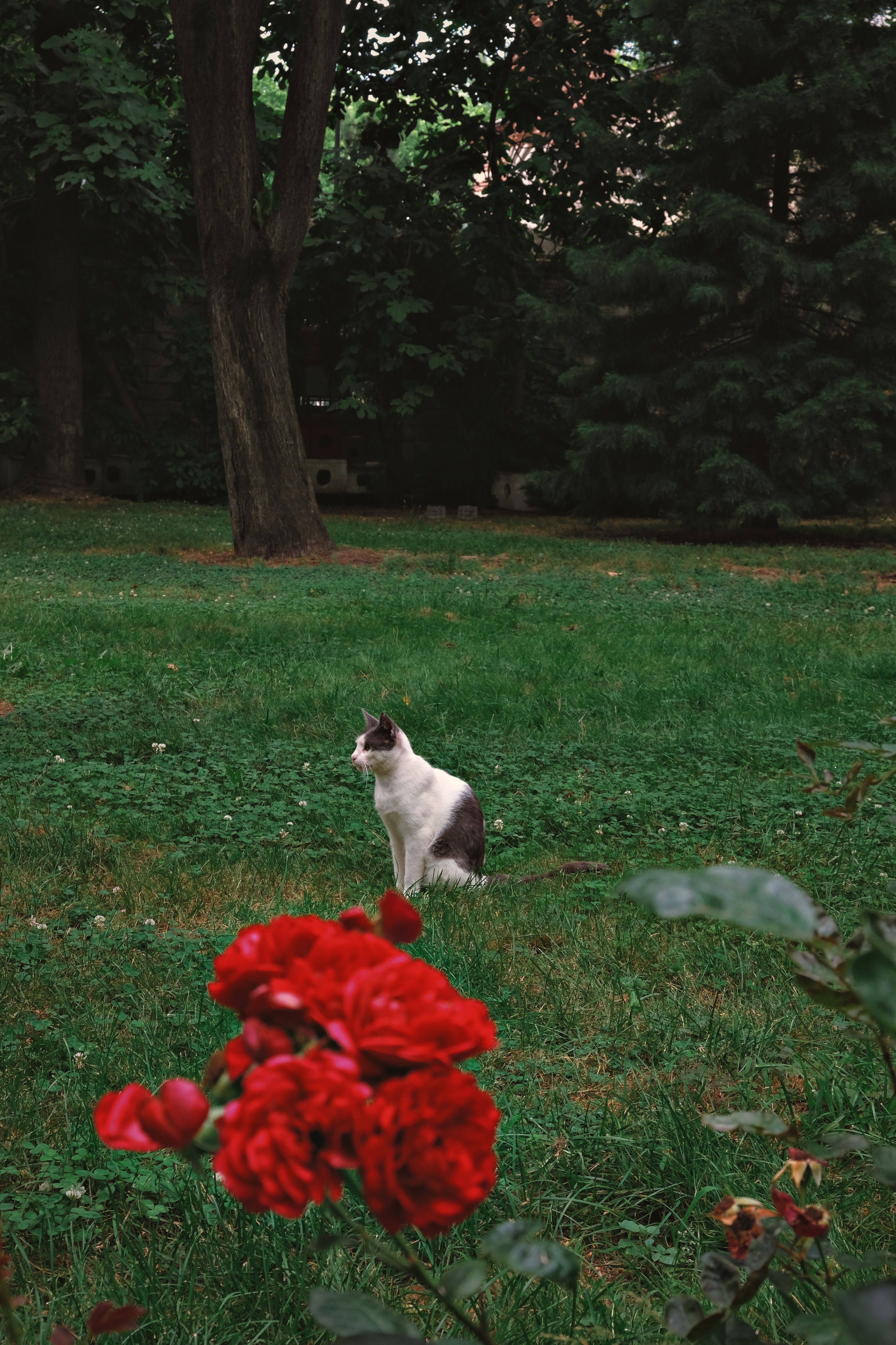 A Cat Sitting in the Garden · Free Stock Photo