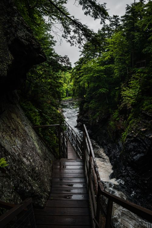 Free Explore a tranquil forest walkway alongside a flowing stream in Ontario's lush greenery. Stock Photo