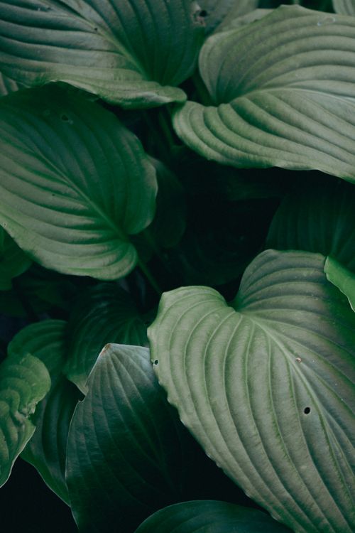 Free A detailed close-up of lush green tropical leaves in natural light. Stock Photo