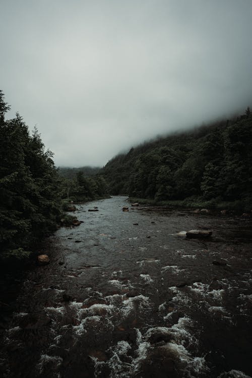 Foto profissional grátis de água, árvores, conífera