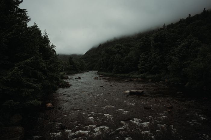 Teaser thumbnail: a stream winding through mist-blanketed forest. Photo by Connor Scott McManus on Pexels