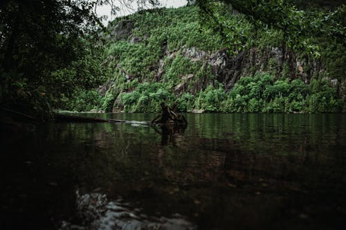 Ilmainen kuvapankkikuva tunnisteilla eksoottinen, joki, metsä