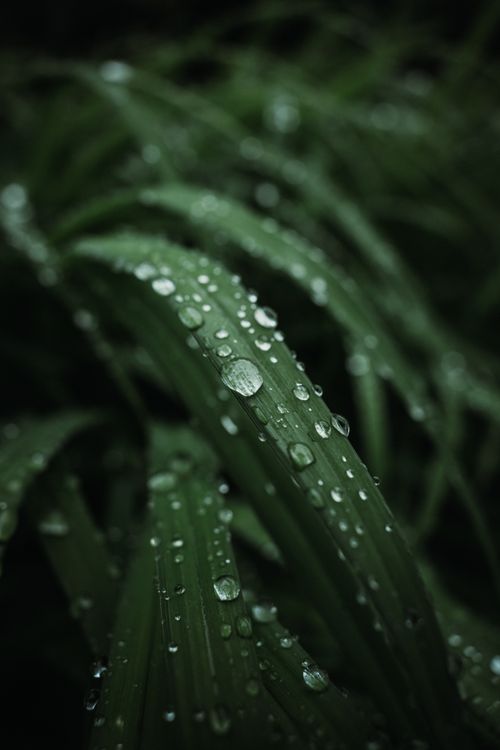 Free Detailed view of green leaves covered in raindrops, emphasizing natural beauty. Stock Photo