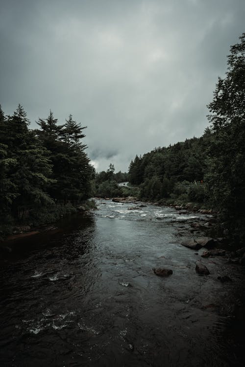 Foto profissional grátis de água, árvores, conífera