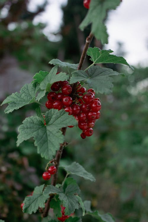 Red Berries on Branch