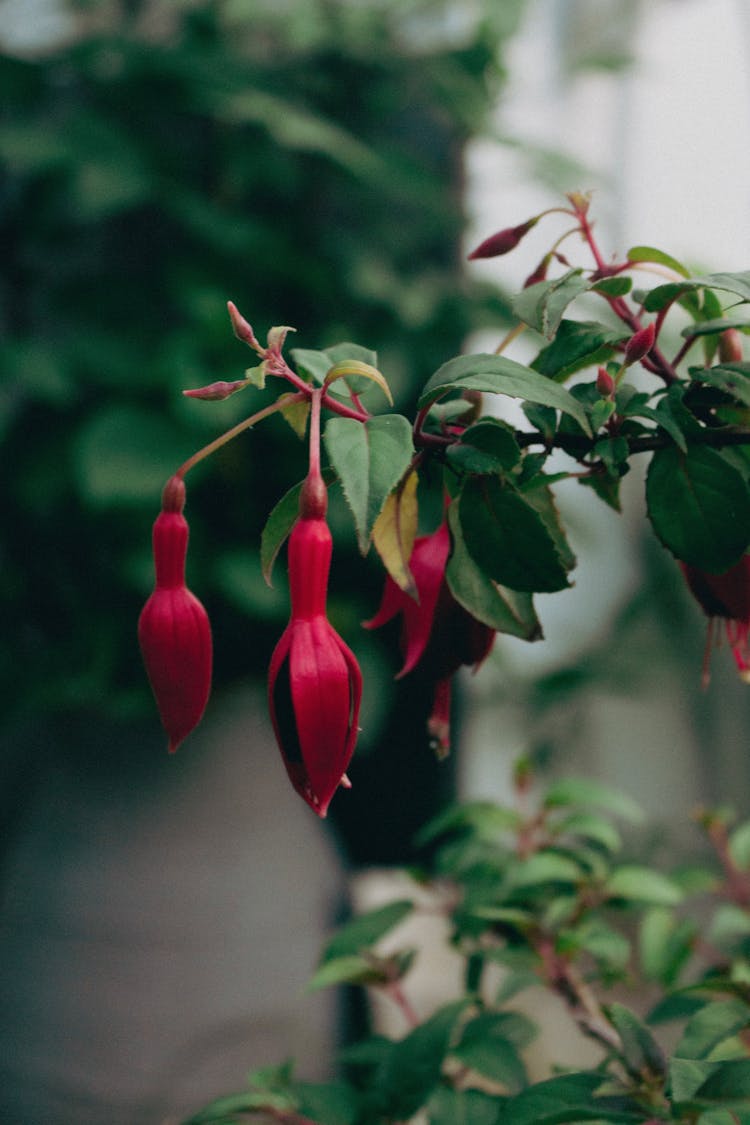 Close Up Of Red Hummingbird Fuchsia