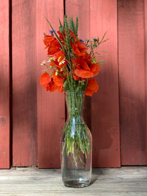 Foto d'estoc gratuïta de flors, fons vermell, fresc