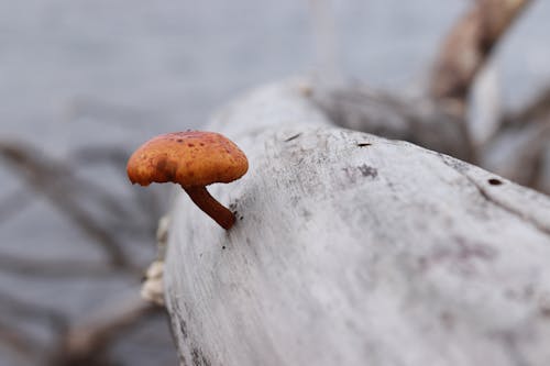 Free Mushroom on a Branch Stock Photo