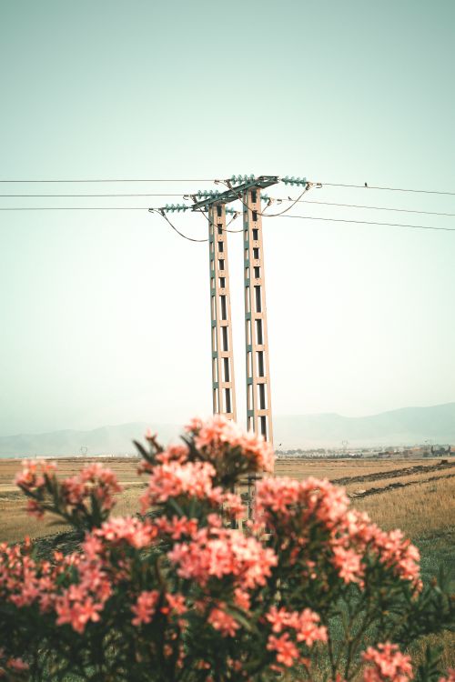 Free Electricity pole in Setif, Algeria with vibrant pink flowers in the foreground. Stock Photo