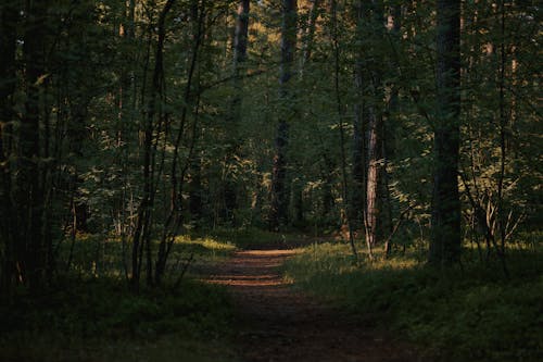 Photos gratuites de arbres, chemin, forêt