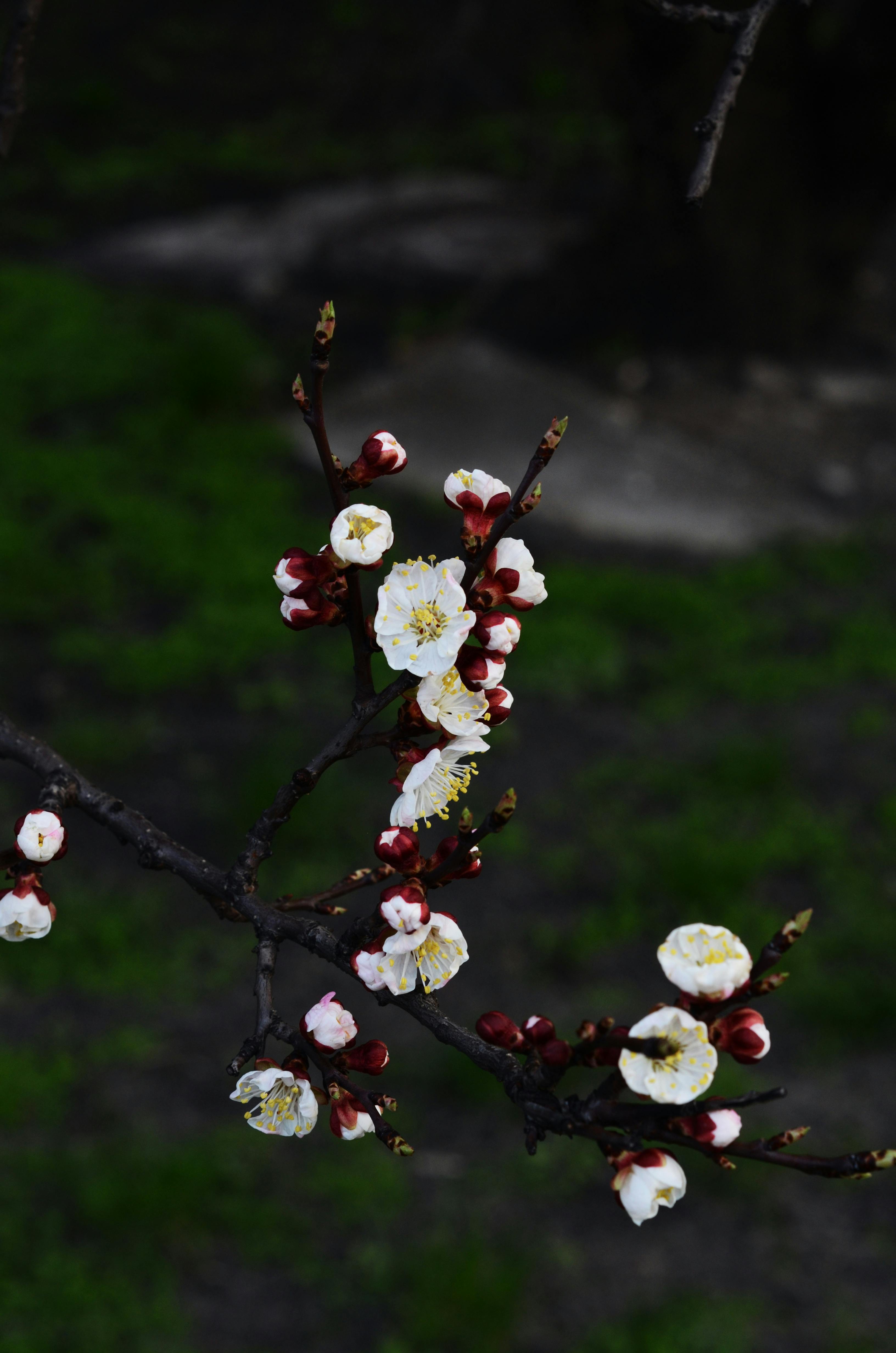 White Flowers on Branches · Free Stock Photo