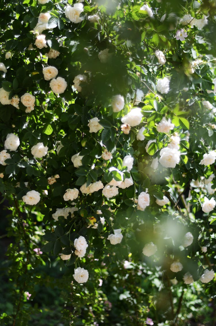 White Flowers On Bush