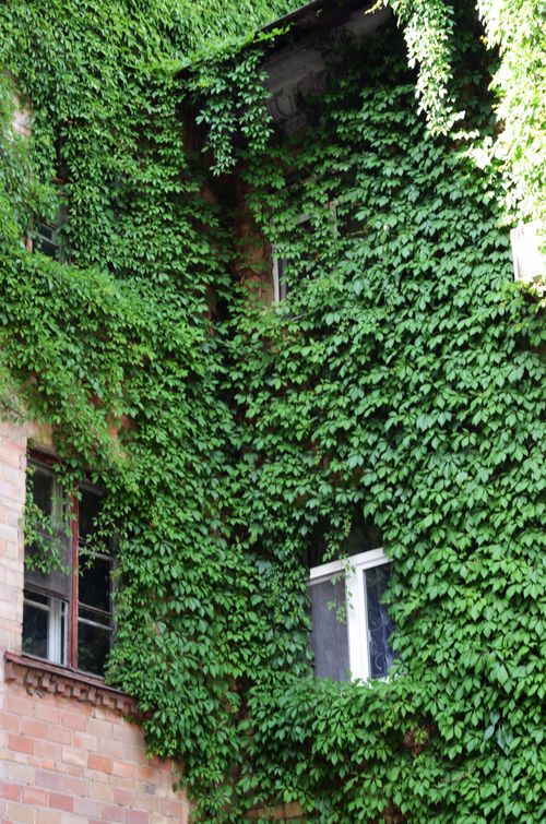 Free Green ivy covering an urban building's wall with visible windows. Stock Photo