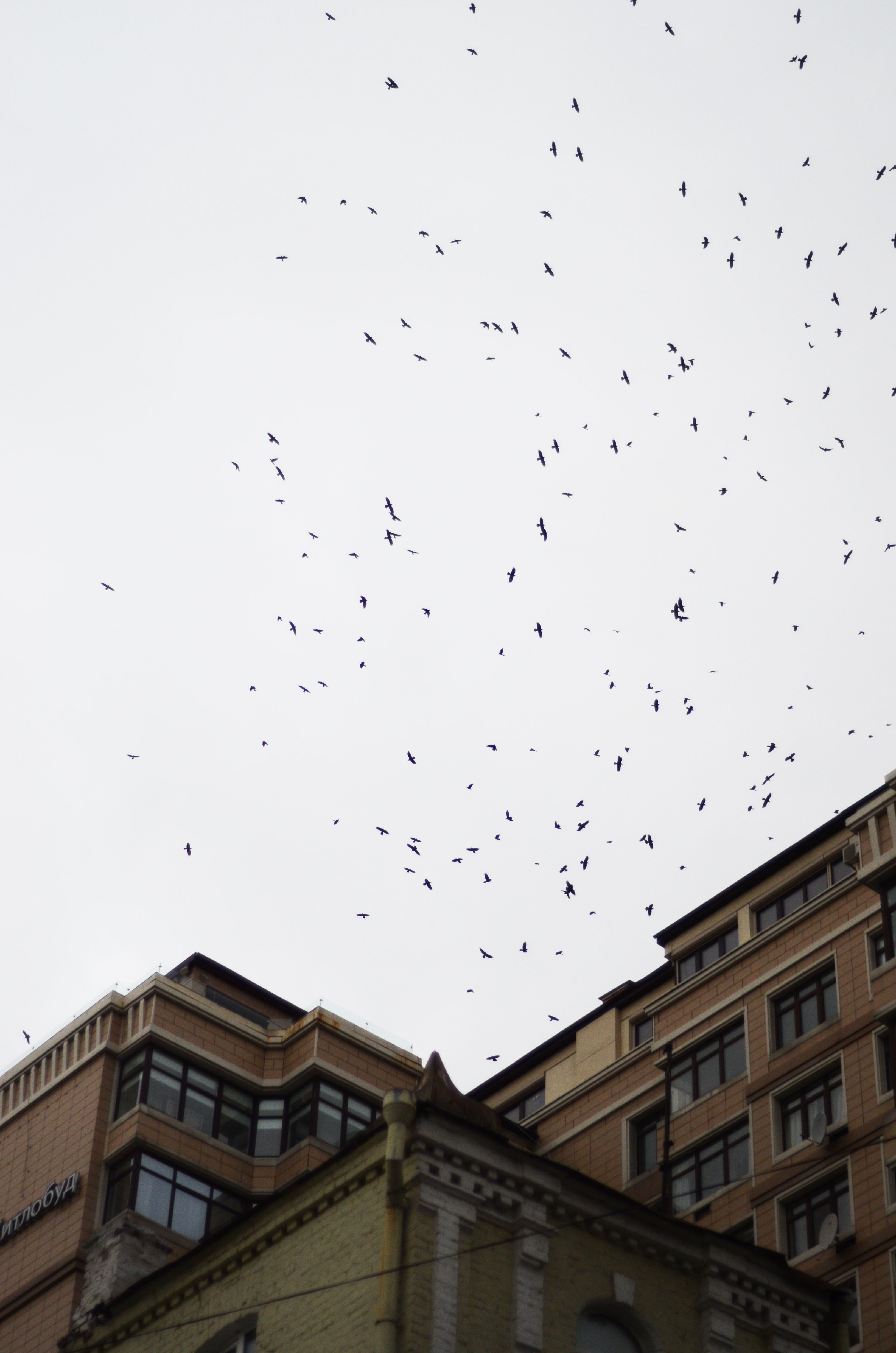 Flock of Birds over Building · Free Stock Photo