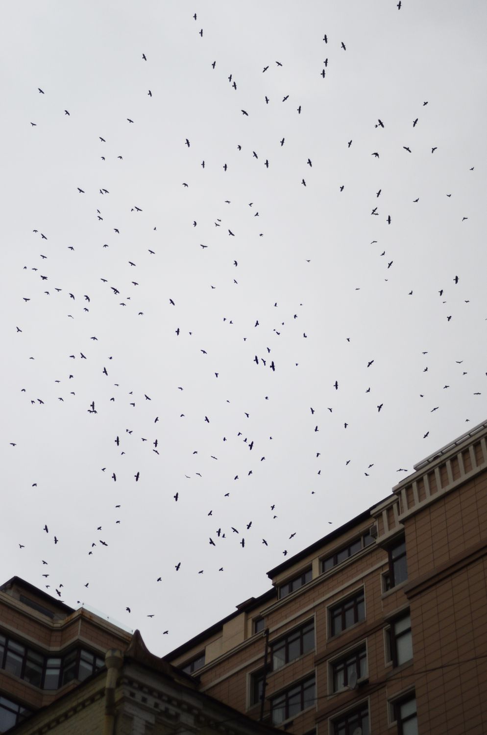 Flock of Birds over Building · Free Stock Photo