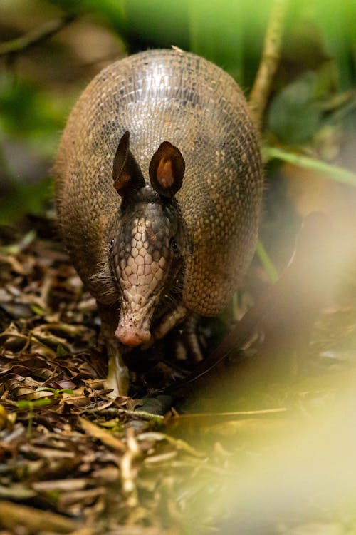 Foto d'estoc gratuïta de armadillo, fons de pantalla per al mòbil, fotografia d'animals