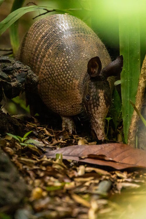 Armadillo in Nature